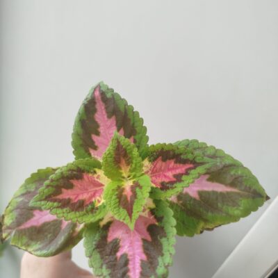 группа комнатных растений группа ватсап