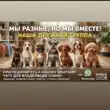 Dog Астана группа ватсап