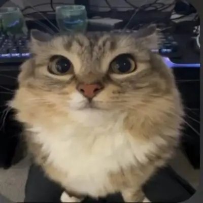 Чат группа ватсап