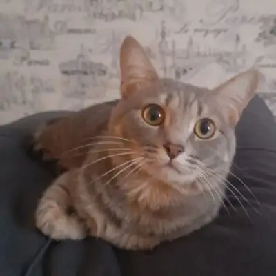 стикеры ватсап группа обмен группа ватсап