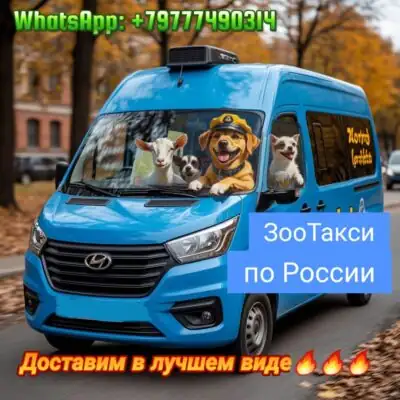 Доставка животных межгород группа ватсап
