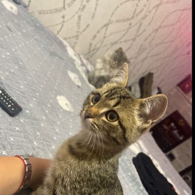 ОБщАга группа ватсап