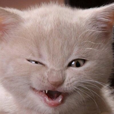 Смешные котики канал телеграм