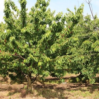 Работа Ростов группа ватсап