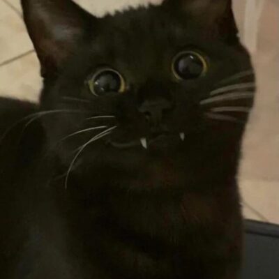 Дом лимончика канал телеграм