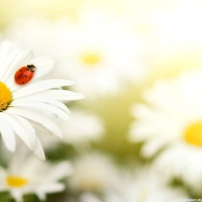 Экомаркет группа ватсап