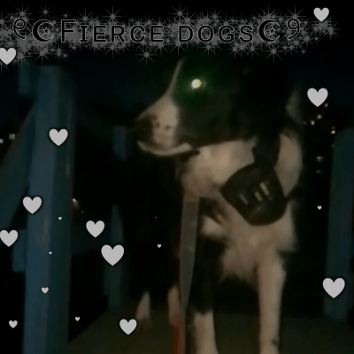 дог хаус канал Telegram