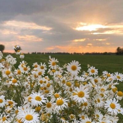 Ролевая по своим персам группа ватсап