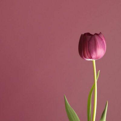 Эйвон Регистрация группа Ватсап