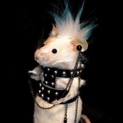 Go rolit группа Ватсап