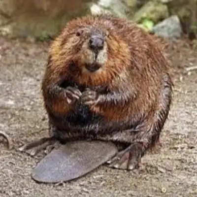 Группа Подмосковье для бобров группа Ватсап