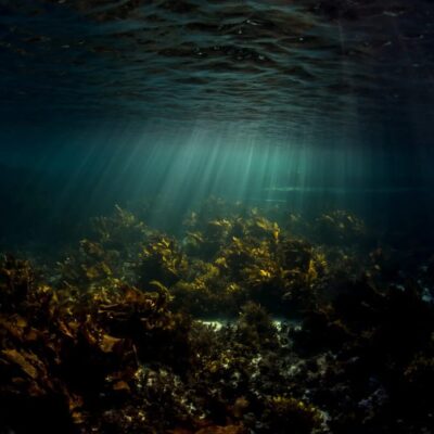 Experiment island группа ватсап