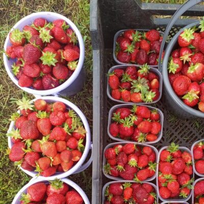 Сад под рукой группа ватсап