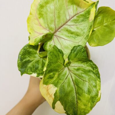 Зеленый друг группа ватсап