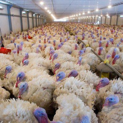 Инкубационное яйцо группа Ватсап