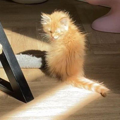 kоtиkи группа Ватсап