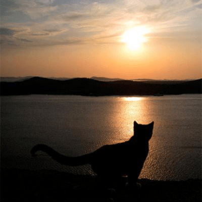 Коты воители группа Ватсап