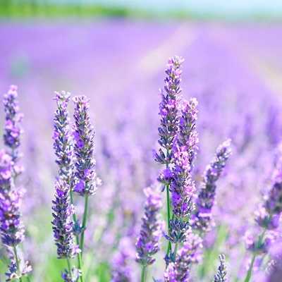 Лаванда аватарка инстаграм