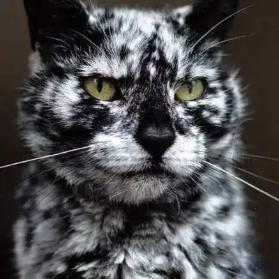 Магический Мир группа Ватсап