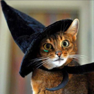 Магик Кетс Магическая Ролка группа Ватсап