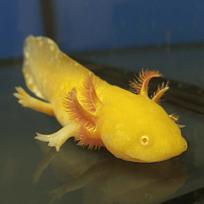 mincraft_up группа Ватсап