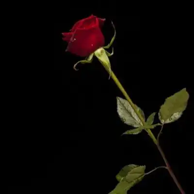 Общение группа Ватсап