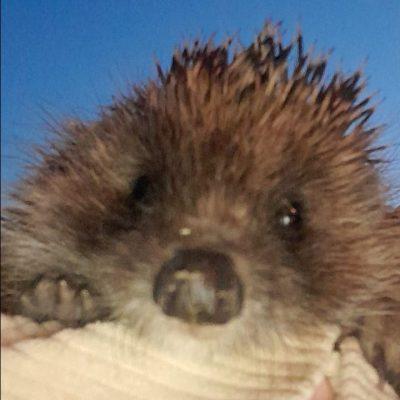 Преступная организация группа Ватсап