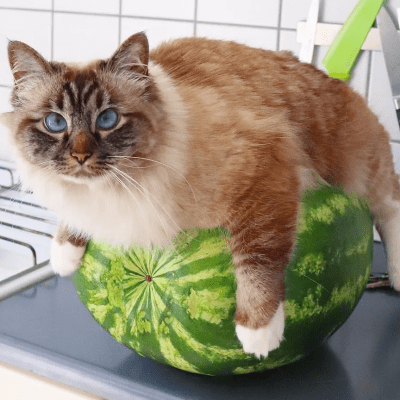 Решадовские1488 группа Ватсап