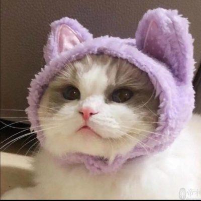 ролка группа Ватсап