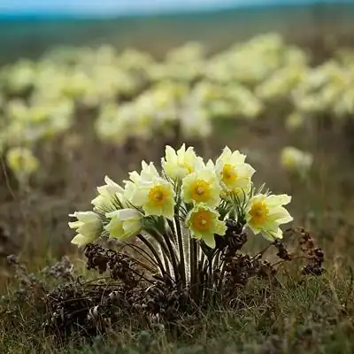 С днем подснежников открытка ватсап