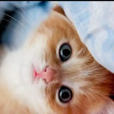 Детки группа ватсап