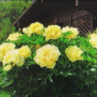 ВсеОдомеСадеОгороде в Томске группа ватсап