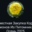Совместная закупка Пионов группа ватсап