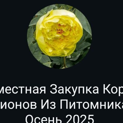 Совместная закупка Пионов группа ватсап