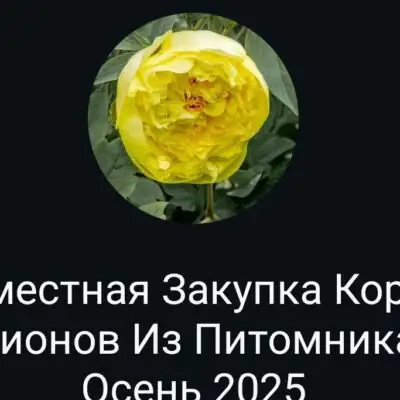 Совместная закупка Пионов группа ватсап