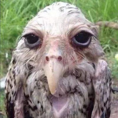 Ссылочная группа Ватсап