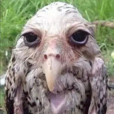 Ссылочная группа Ватсап