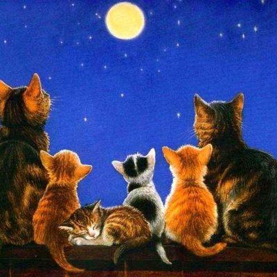 Stars Cats группа Ватсап