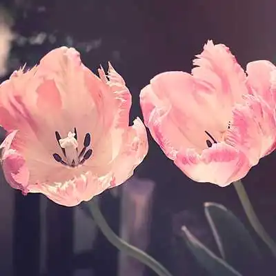 Тюльпаны аватарка инстаграм