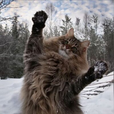 Племя Суровой Вьюги группа ватсап