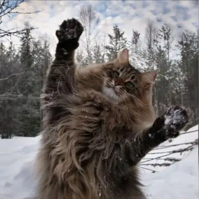 Племя Суровой Вьюги группа ватсап