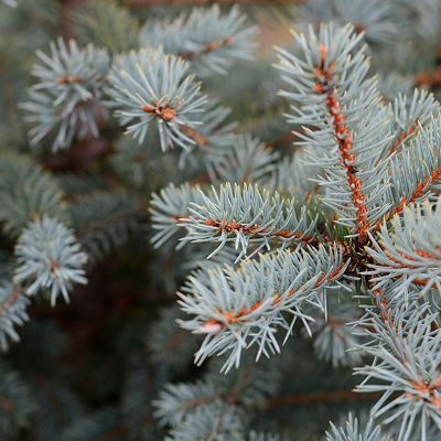 Ветки ели аватарка ватсап