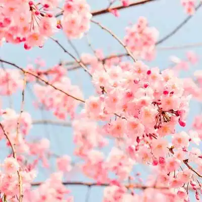 Вишневое дерево аватарка инстаграм