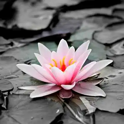 Водяная лилия аватарка инстаграм