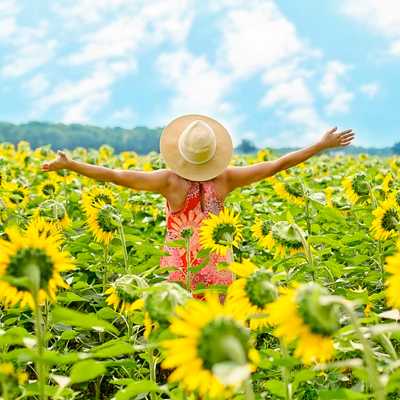 Женщина поле подсолнухов аватарка инстаграм